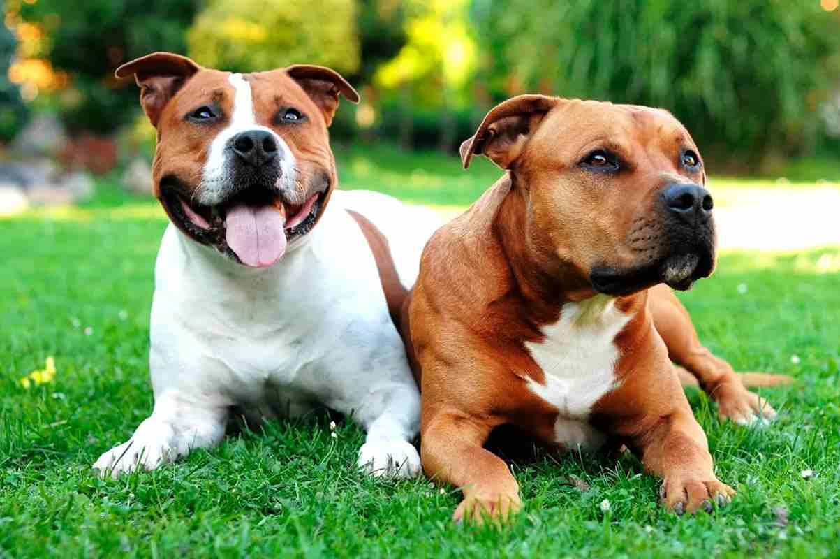 American Staffordshire Terrier