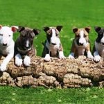 bull terrier