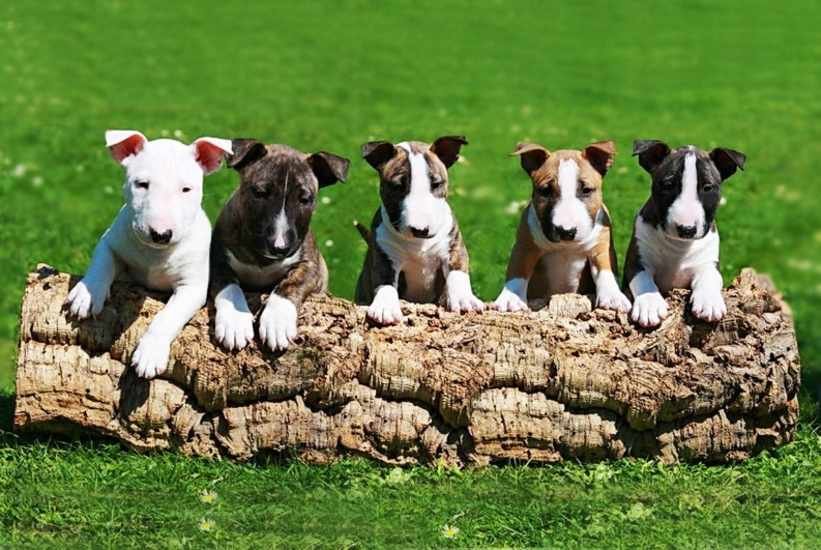 bull terrier