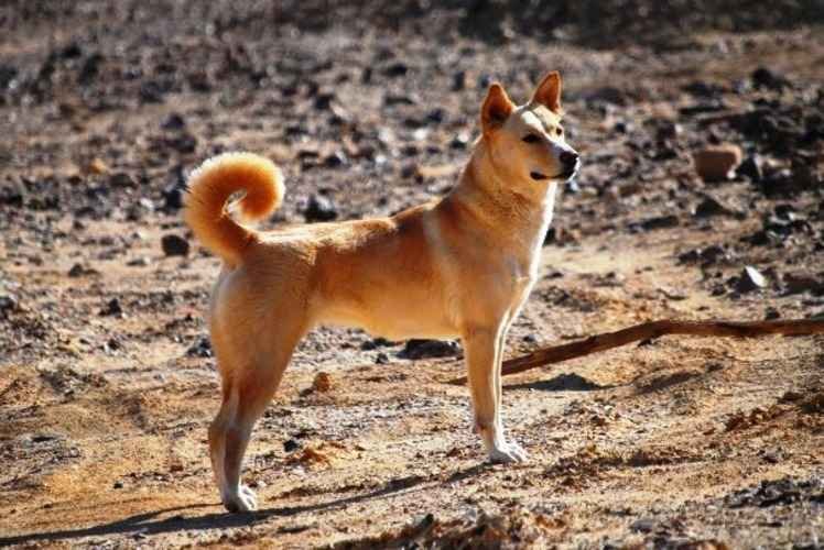 perro de canaan en la montaña