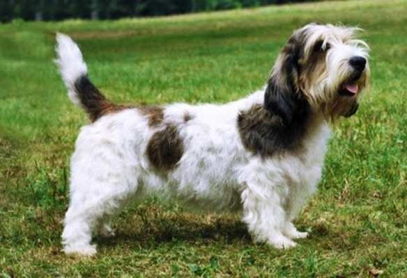 Pequeño Basset Grifón Vendeano blanco y sable