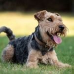 welsh terrier