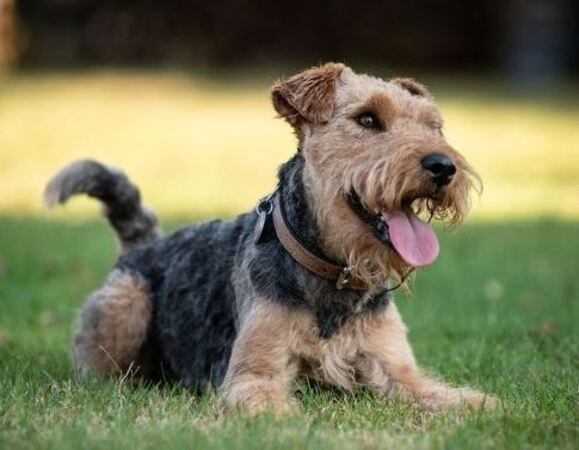 welsh terrier