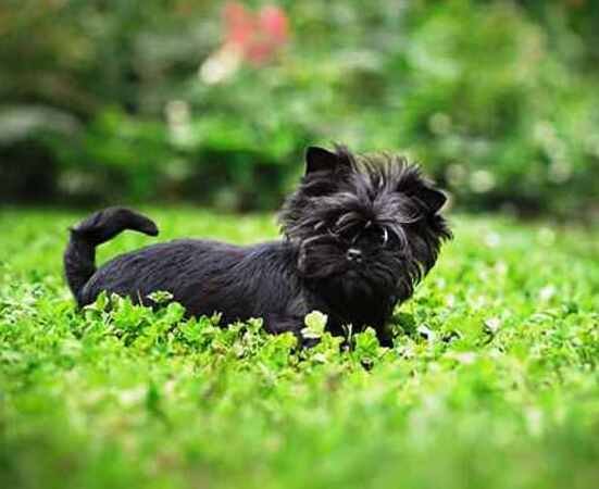 afferpinscher