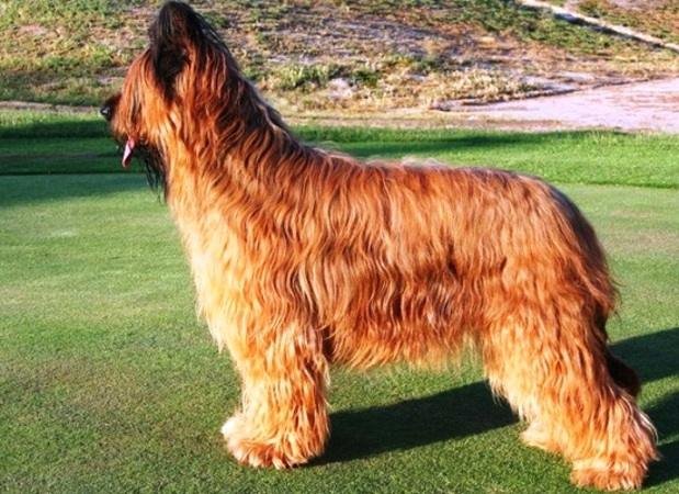 es un briard una buena mascota