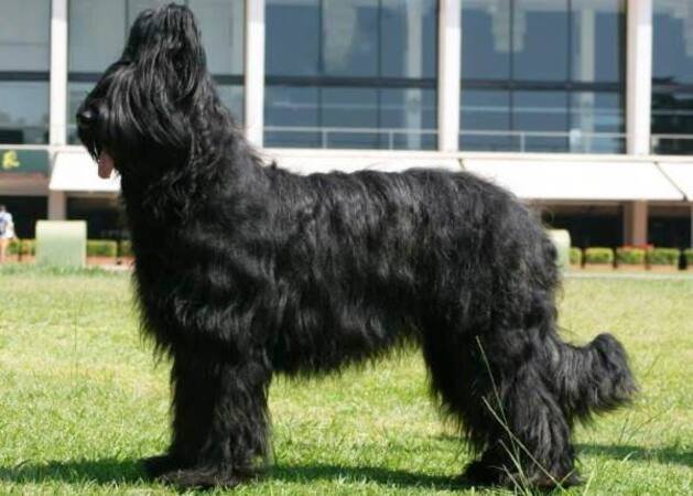 es un briard una buena mascota