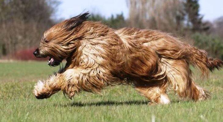 es un briard una buena mascota