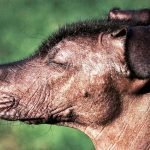 cabeza perro