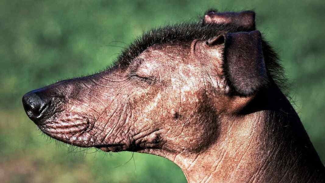 cabeza perro