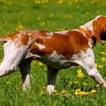 Bracco Italiano