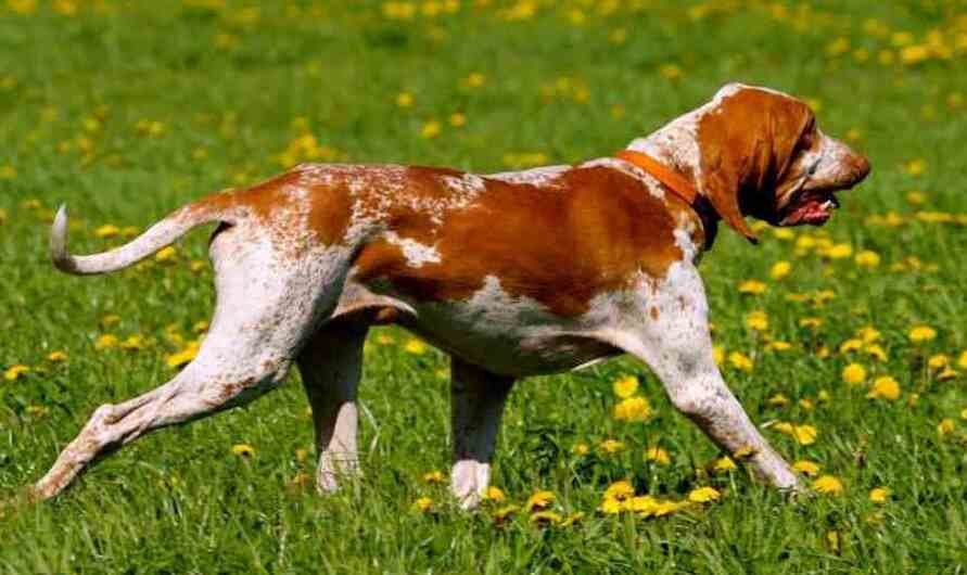 Bracco Italiano