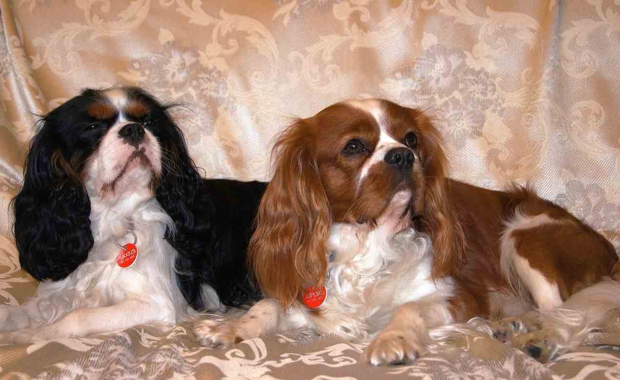 Cavalier King Charles Spaniel