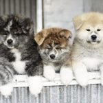 akita inu cachorros