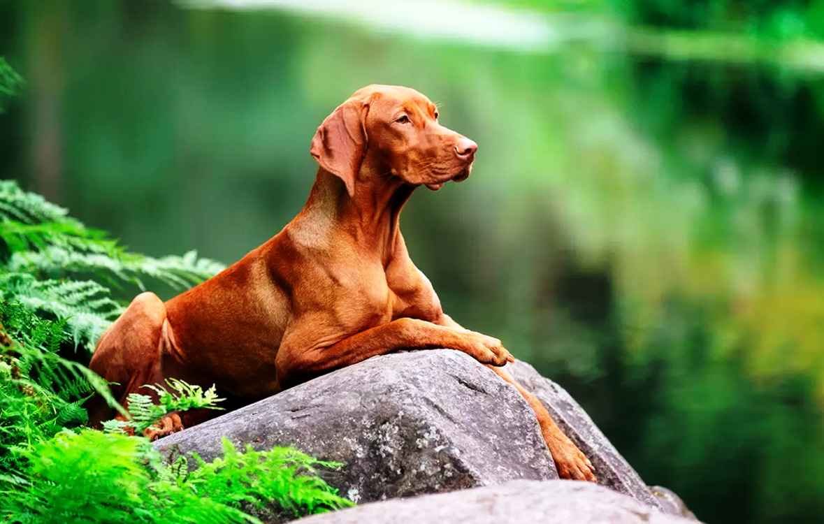 cuanto cuesta un perro vizsla