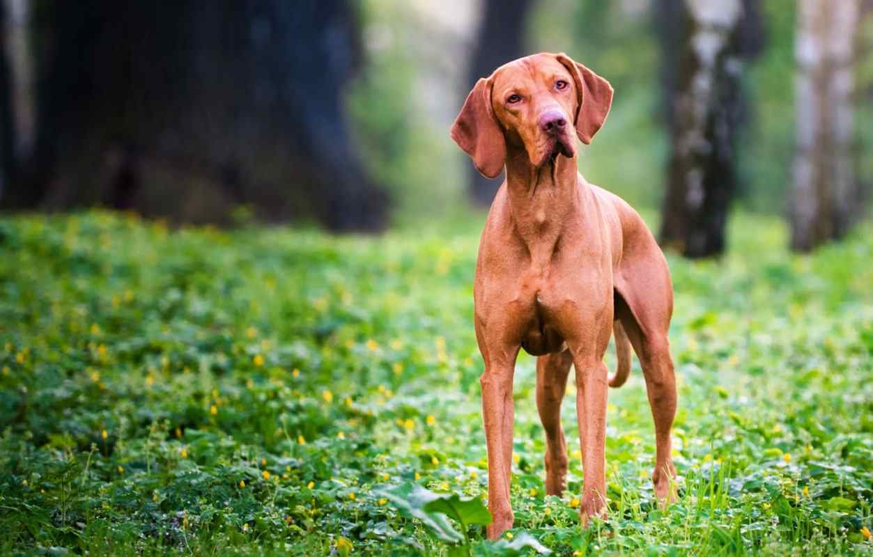 cuanto cuesta un perro vizsla