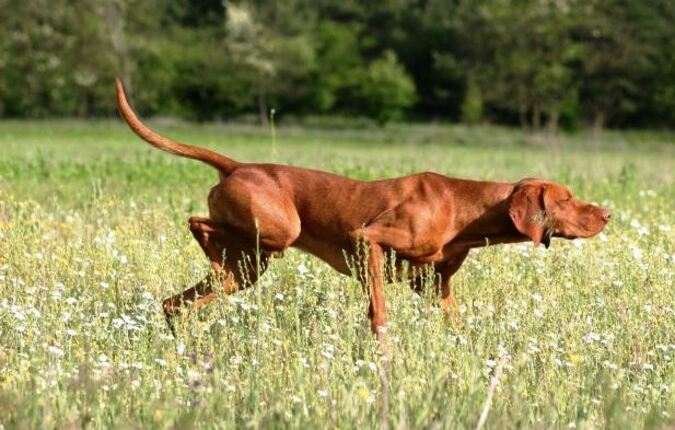 Vizsla