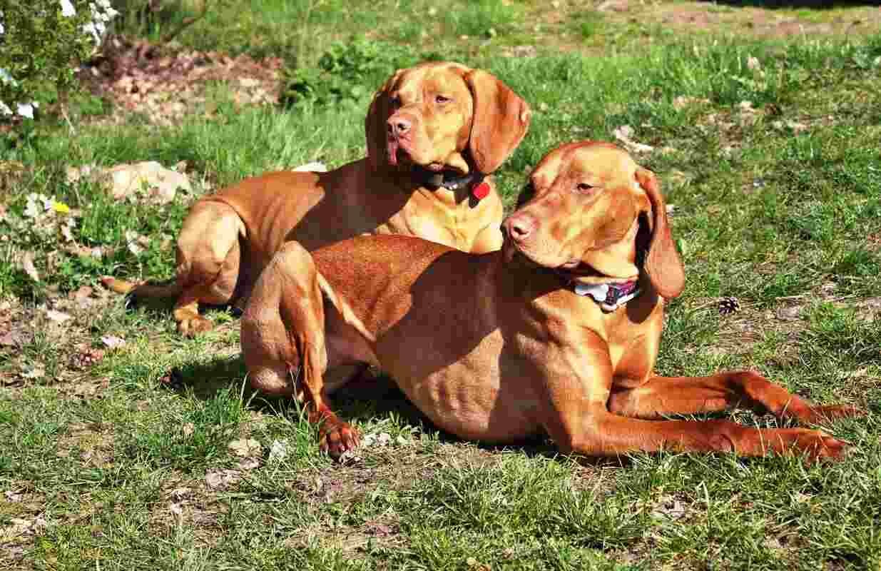 cuanto cuesta un perro vizsla