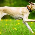 Sloughi corriendo / Kennel Club Argentino