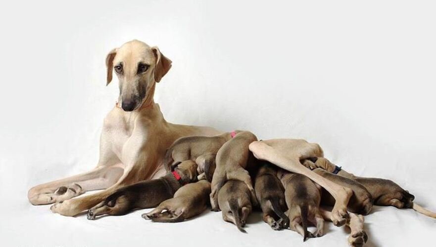 El Sloughi Historia Características Y Cuidados De Esta Noble Raza Canina Kennel Club Argentino 