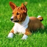 basenji