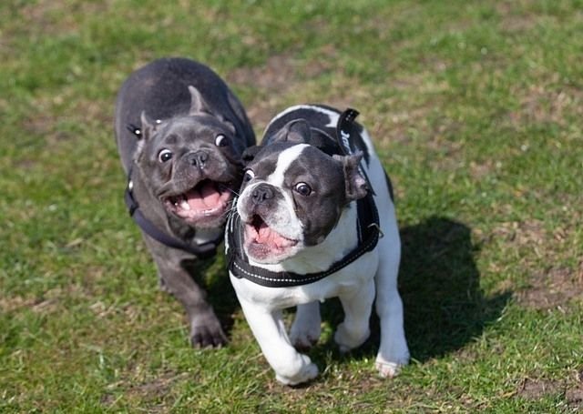 bulldog frances corriendo / Kennel Club Argentino