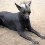 perro pila argentino