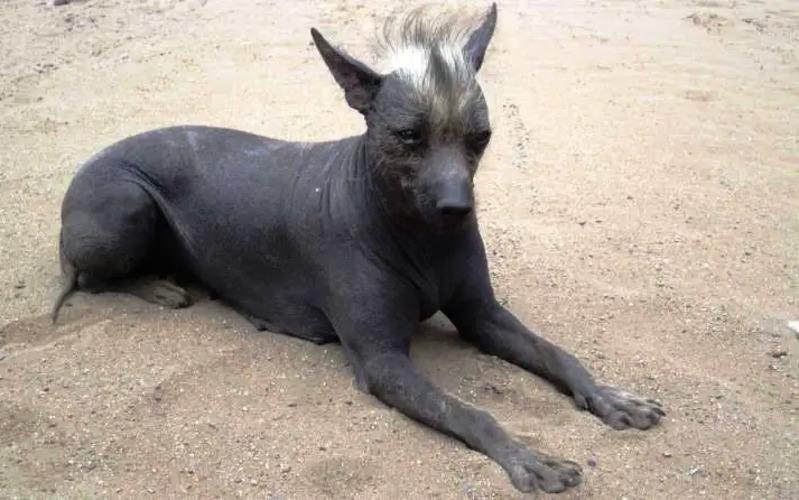 perro pila argentino