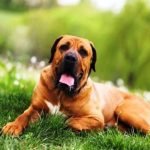 Tosa Inu / Kennel Club Argentino