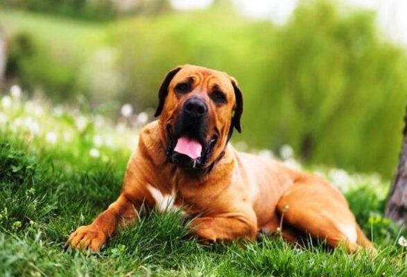 Tosa Inu / Kennel Club Argentino