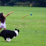 border collie jugando con niña
