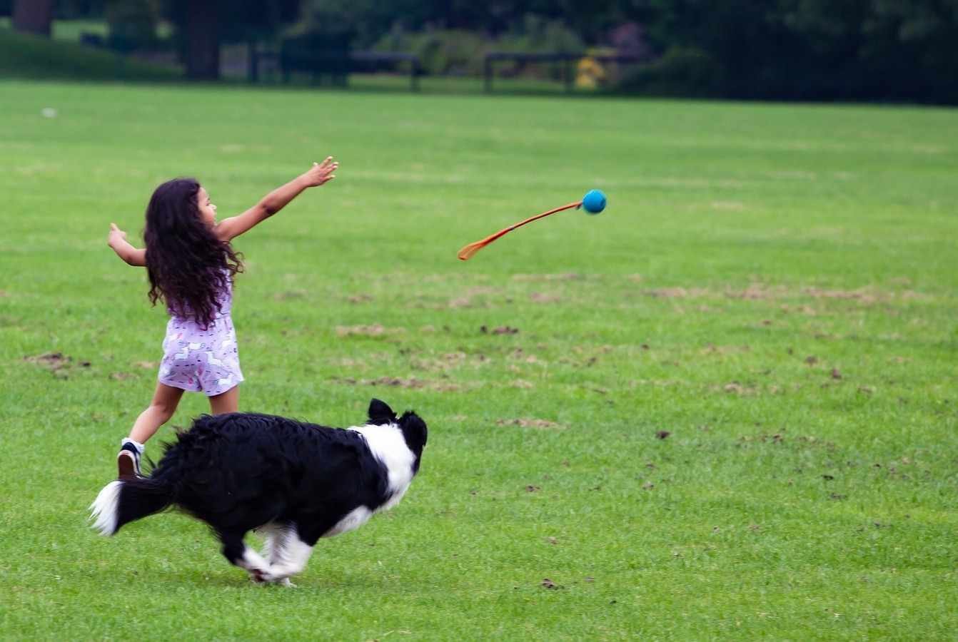 border collie jugando con niña