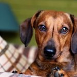 dachshund mirada