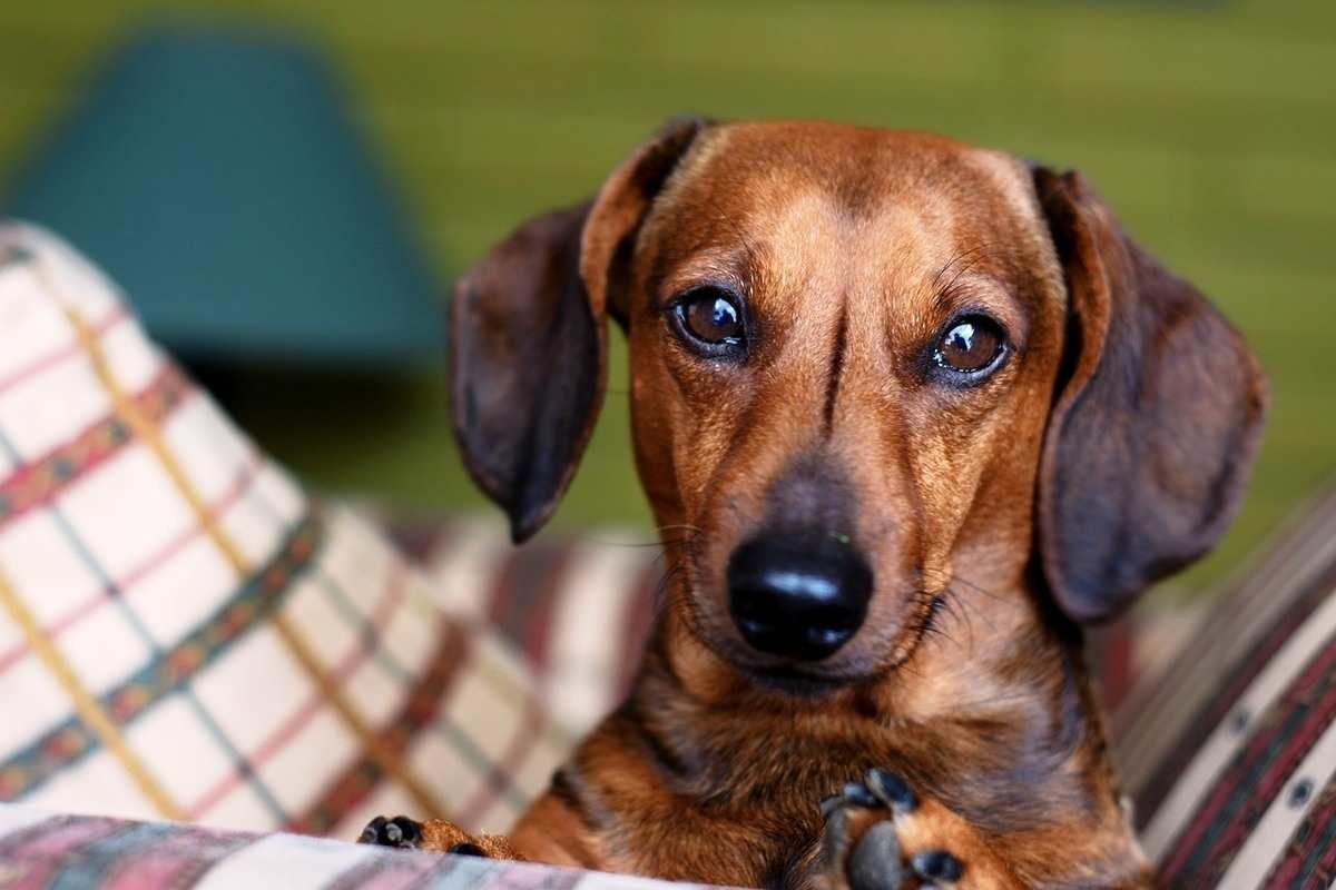 dachshund mirada