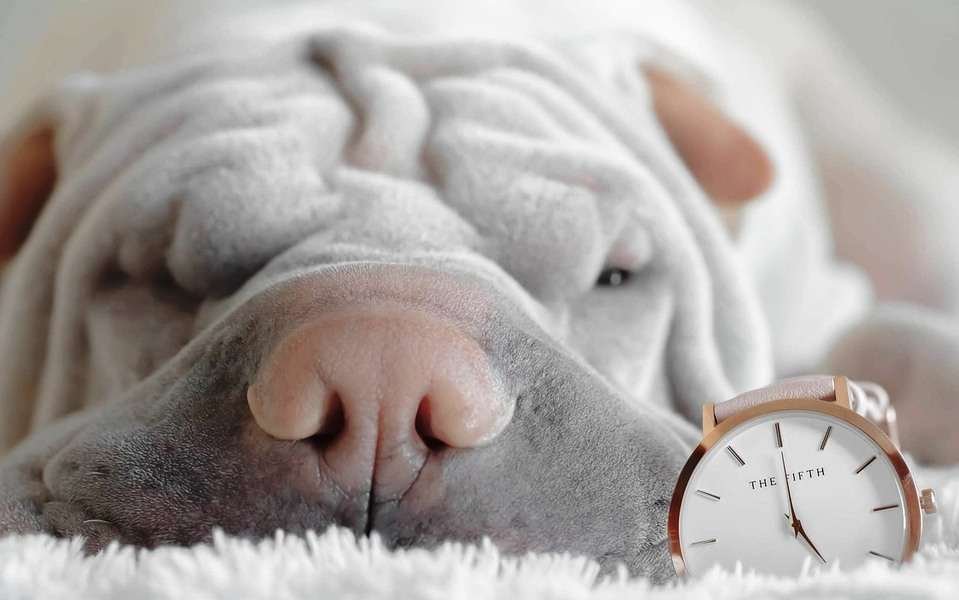 perro sharpei durmiendo con reloj