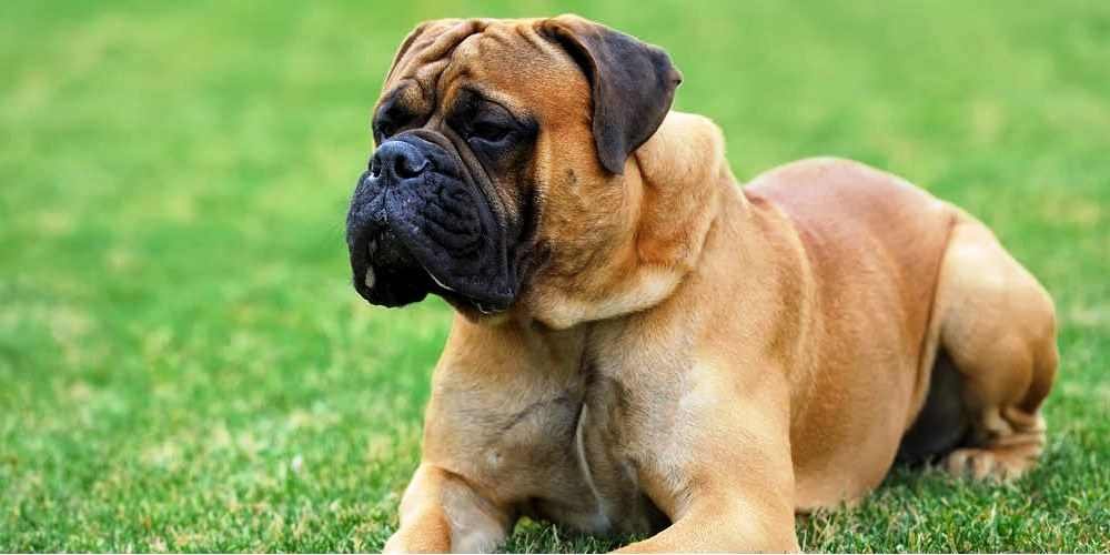 Bullmastiff / Kennel Club Argentino
