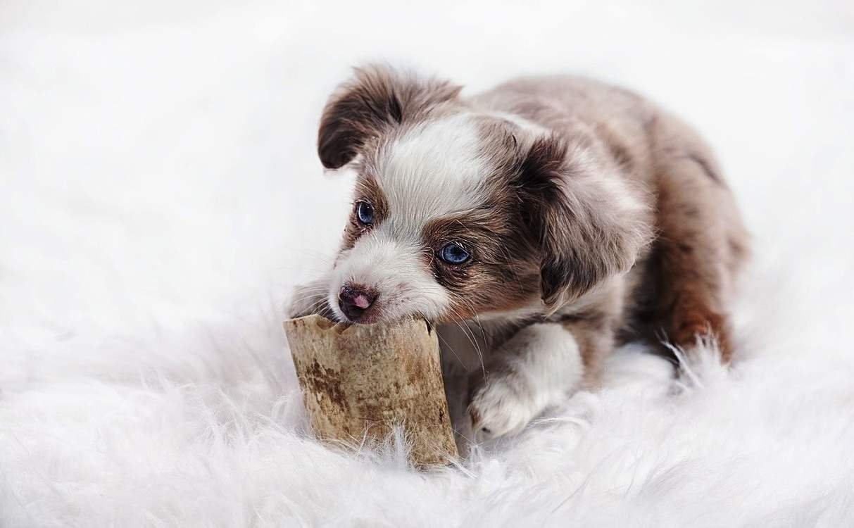 border collie cachorro red merle La nutrición / Salud Kennel Club Argentino