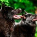 schipperke / Kennel Club Argentino