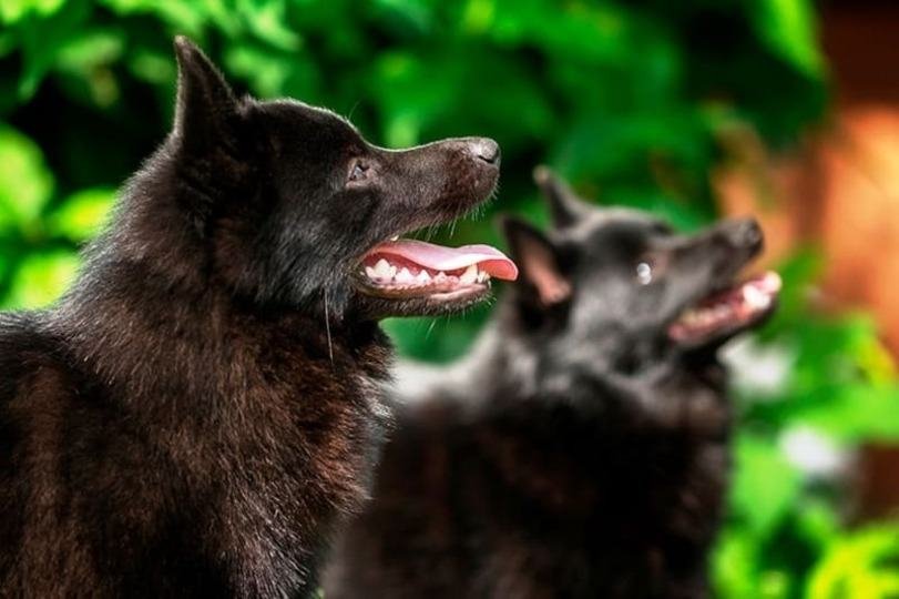 schipperke / Kennel Club Argentino