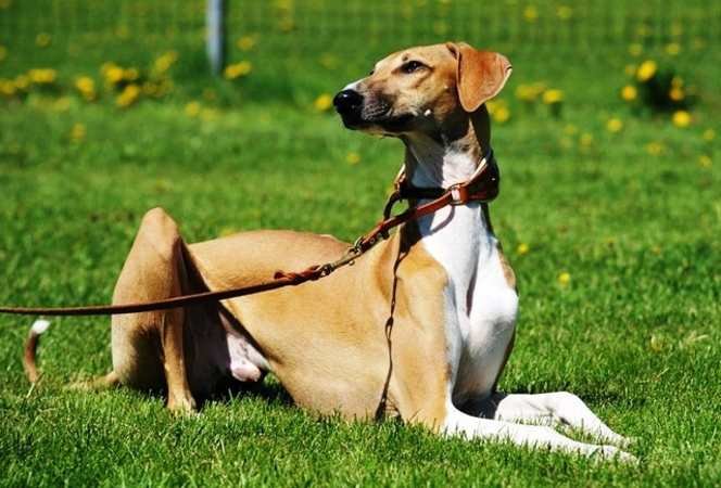 galgo africano