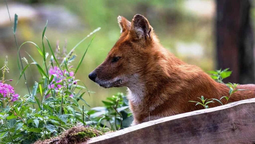 Dhole / Cánidos / Kennel Club Argentino