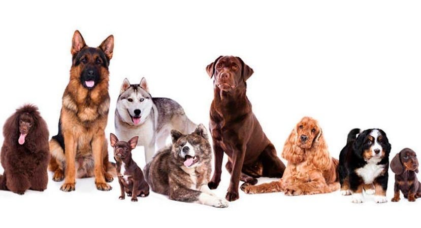 Cánidos / Kennel Club Argentino