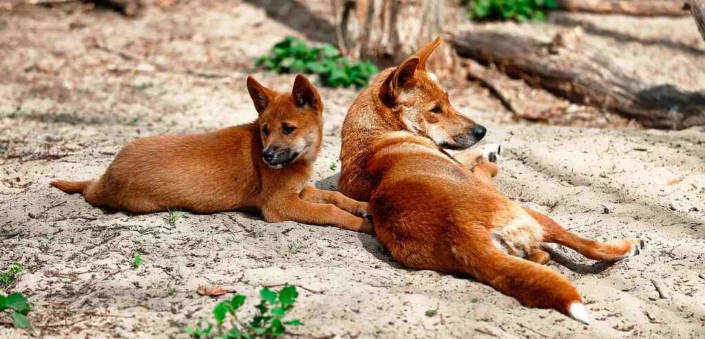 Dingo / Cánidos / Kennel Club Argentino