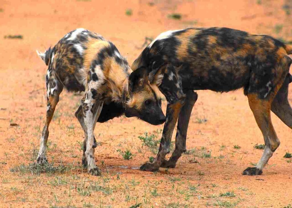 Licaón / Cánidos / Kennel Club Argentino