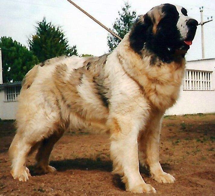 Mastín del Pirineo / Kennel Club Argentino