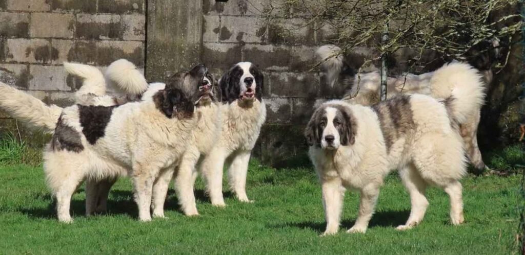 Grupo de Mastín del Pirineo / Kennel Club Argentino
