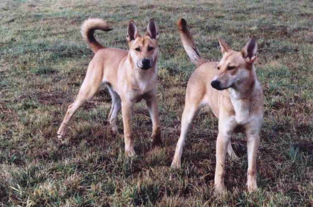Perro de Caolina / Cánidos / Kennel Club Argentino
