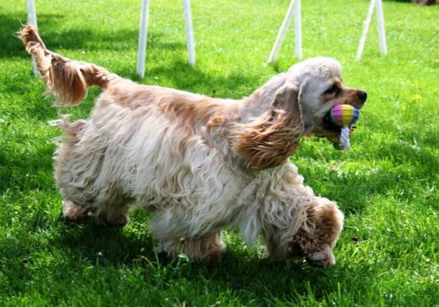 Cocker Spaniel Americano / Kennel Club Argentino