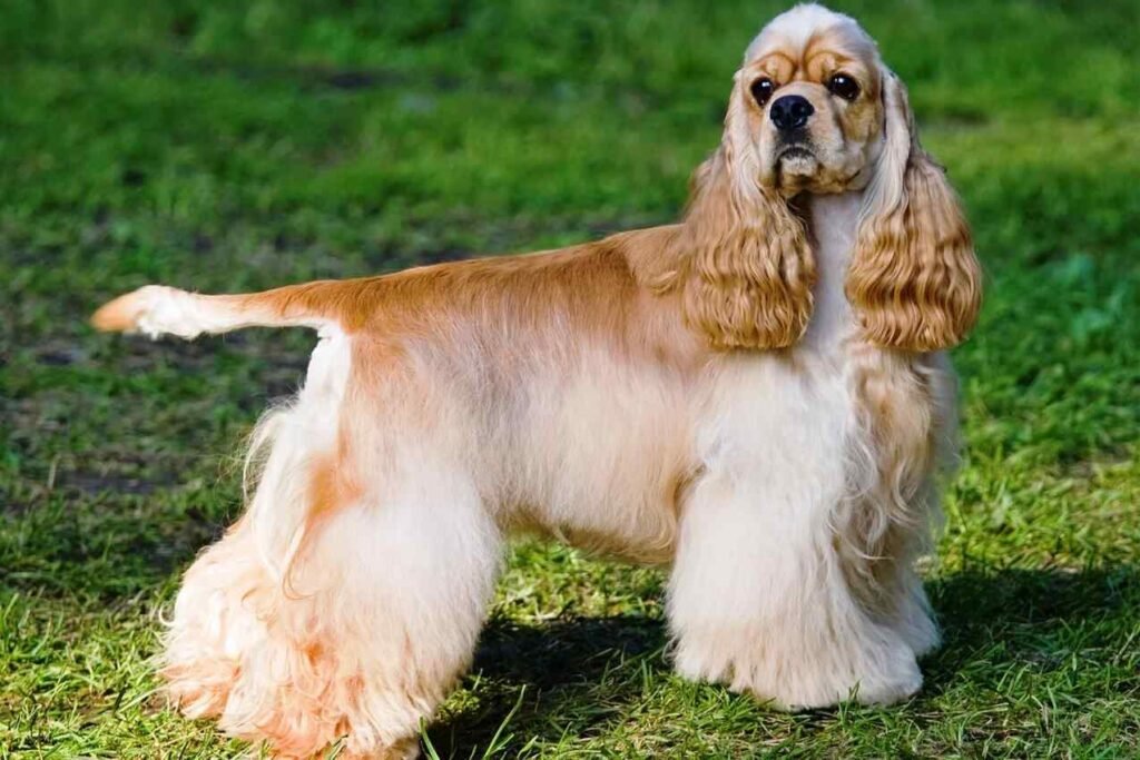 Cocker Spaniel Americano / Kennel Club Argentino