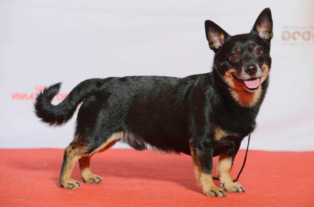 Lancashire Heeler / Kennel Club Argentino