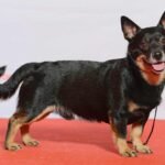 Lancashire Heeler / Kennel Club Argentino